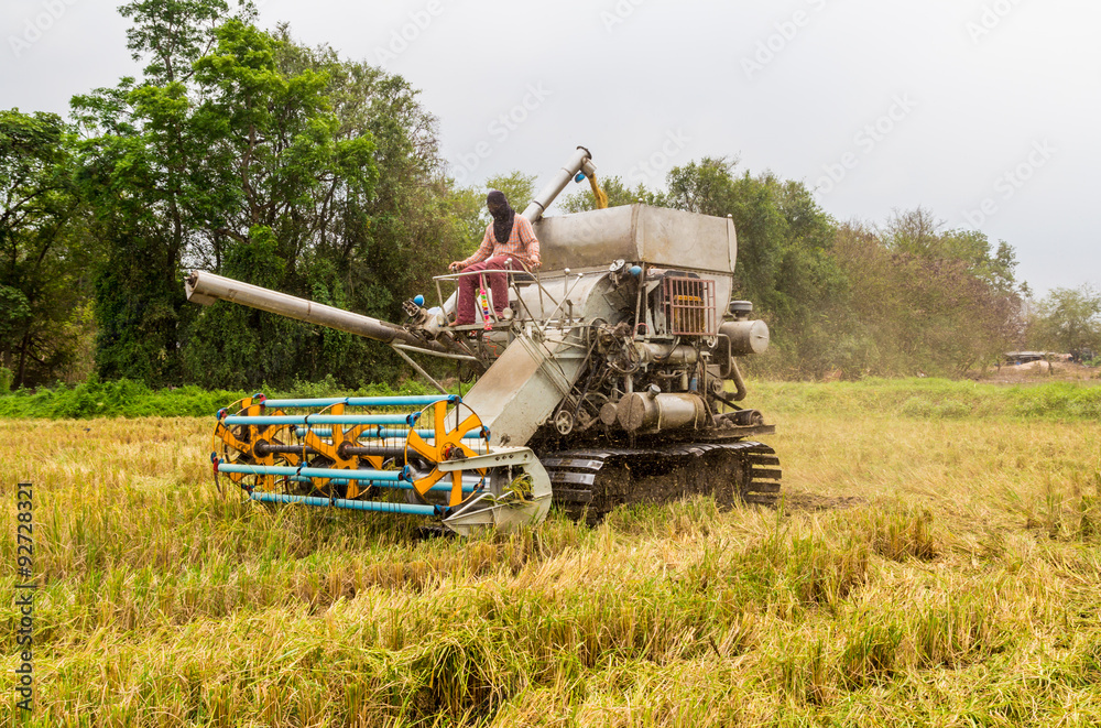 Fototapeta premium Combine Harvester in rice field