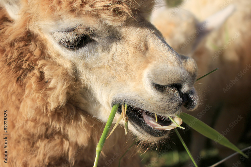 Alpaca in farm