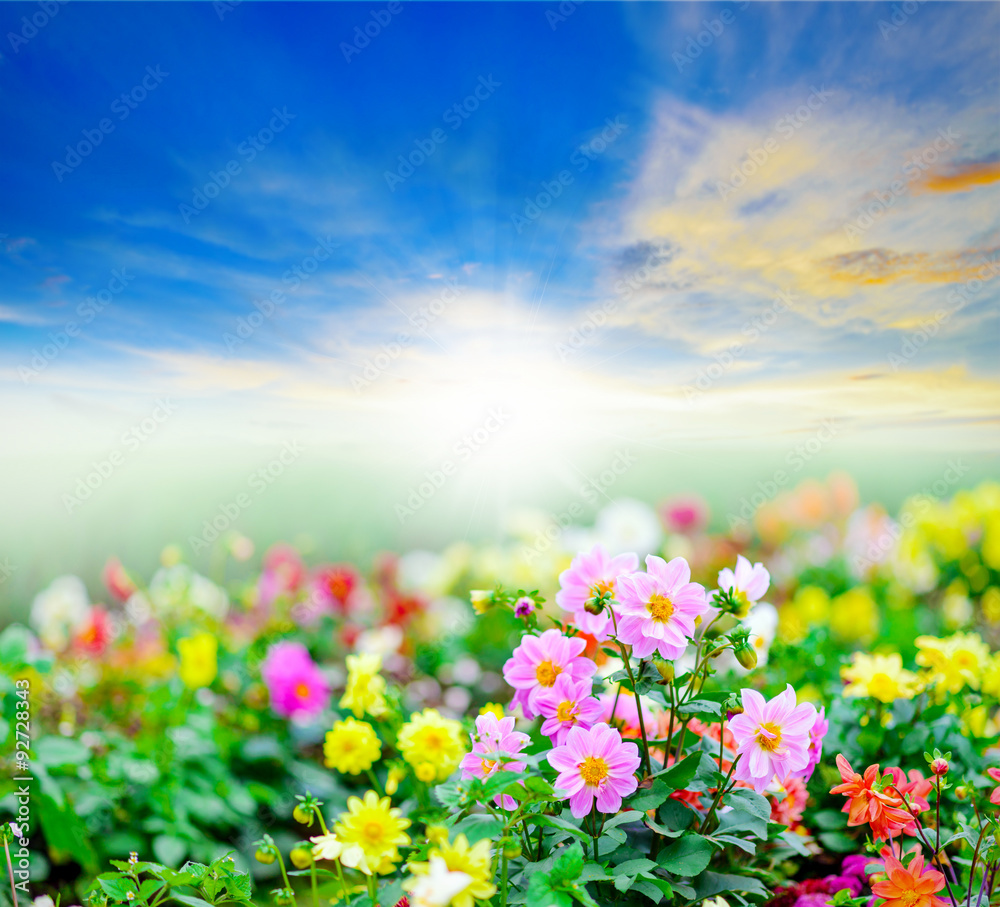 Colorful flowers field in sunshine