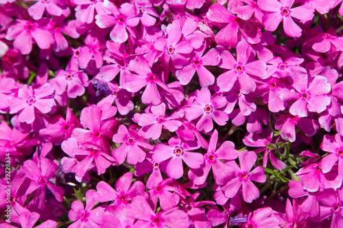 Pink moss Flower at Shibazakura festival, Yamanashi, Japan