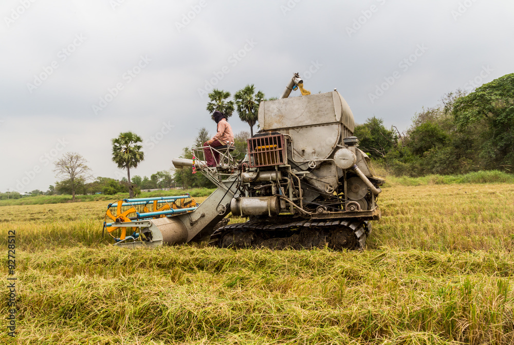 Fototapeta premium Combine Harvester in rice field