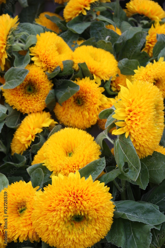 Fototapeta premium sunflower yellow tots or teddy bear 