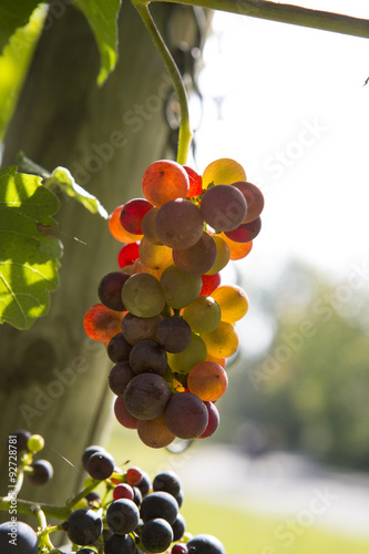 Trauben am Weinstock