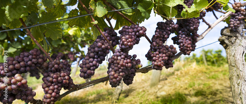 Trauben am Weinstock