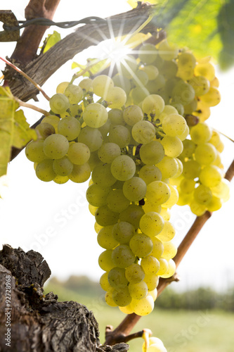 Trauben am Weinstock