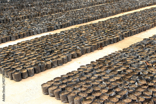 rows of soil in black bags for seeding