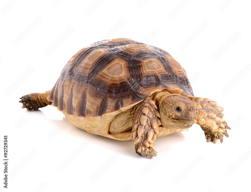 Naklejka premium turtle on white background