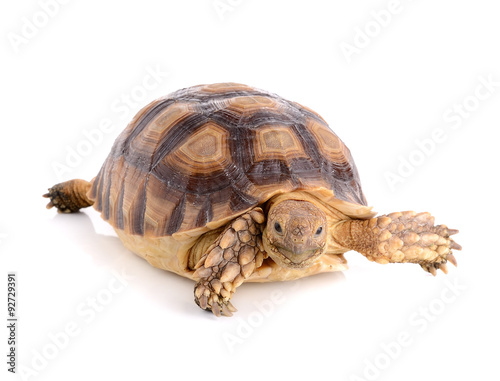 turtle on white background