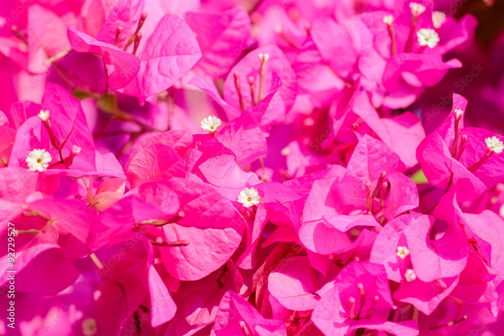 bougainvillea flower background