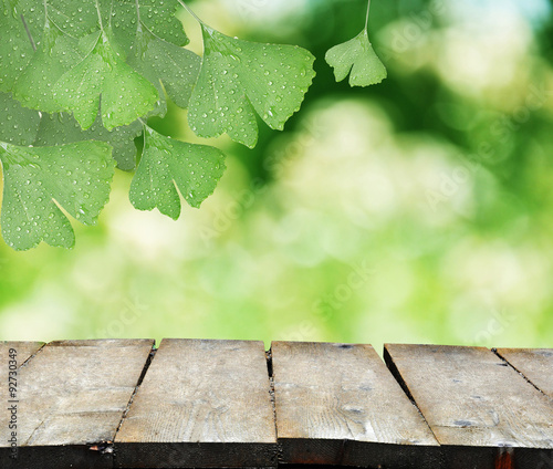 Ginkgo Biloba leaves