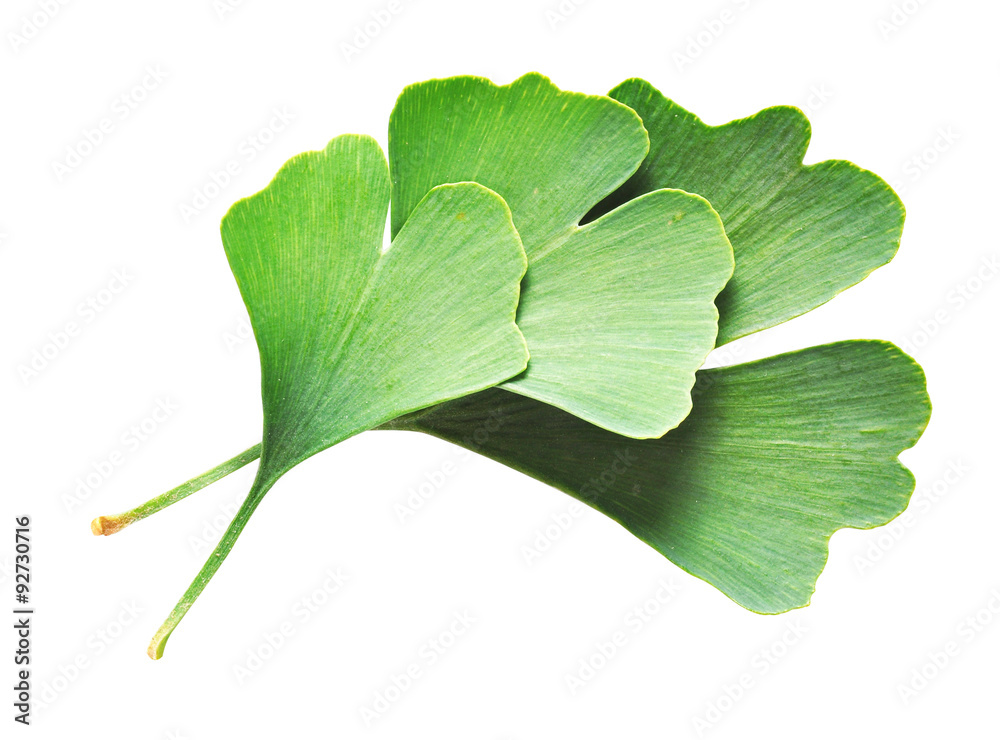 Fototapeta premium Ginkgo Biloba leaves