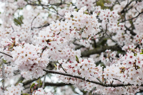 Sakura. the most beautiful flower in japan.  photo