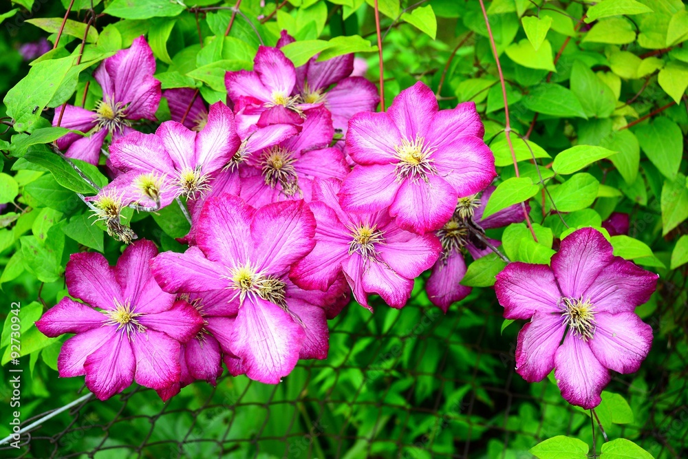 Red big pretty flowers blossom on summer