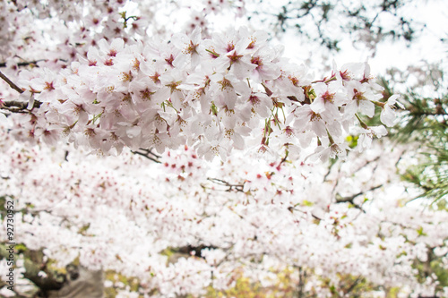 Sakura. the most beautiful flower in japan.  photo