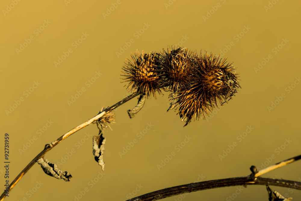 Obraz premium Thistles (Cirsium - Kratzdisteln)