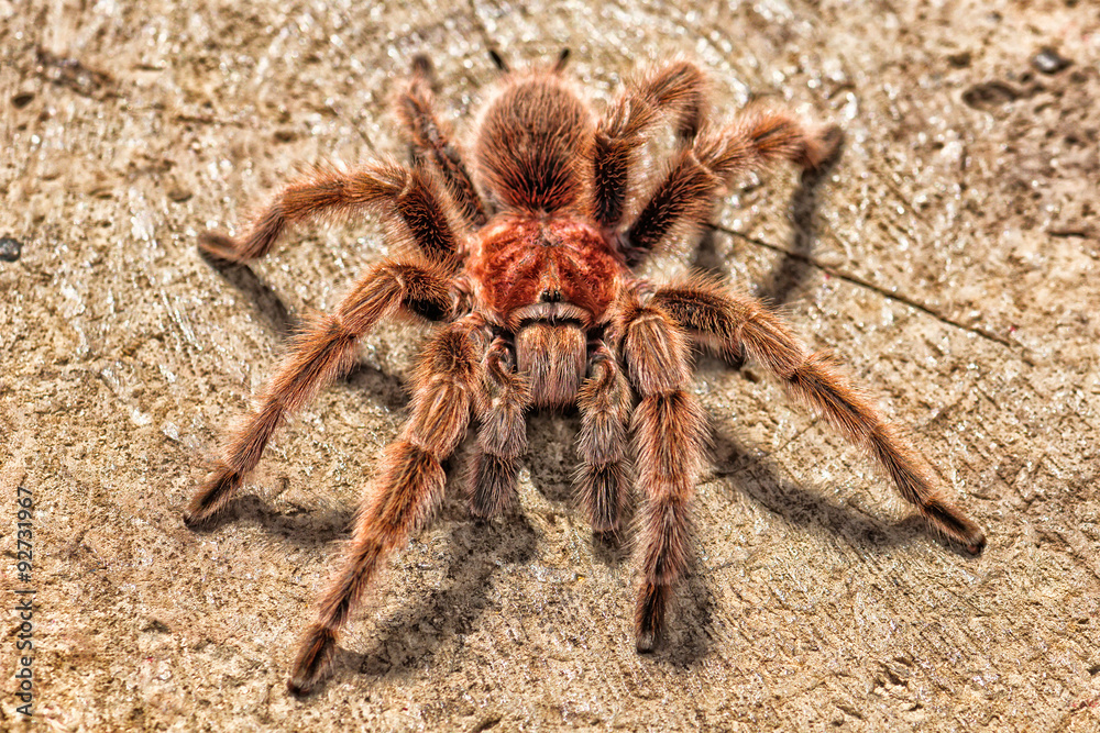 Chilean Rose Tarantula - Photographed from above to show eyes and head detail on the cross section of a log Chilean Rose Tarantula - Photographed from above to show eyes and head detail on the cross section of a log