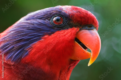 Black Winged Lory portrait - Close up shot of a Bird from the Lory/Lorikeet family