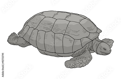 Turtle big