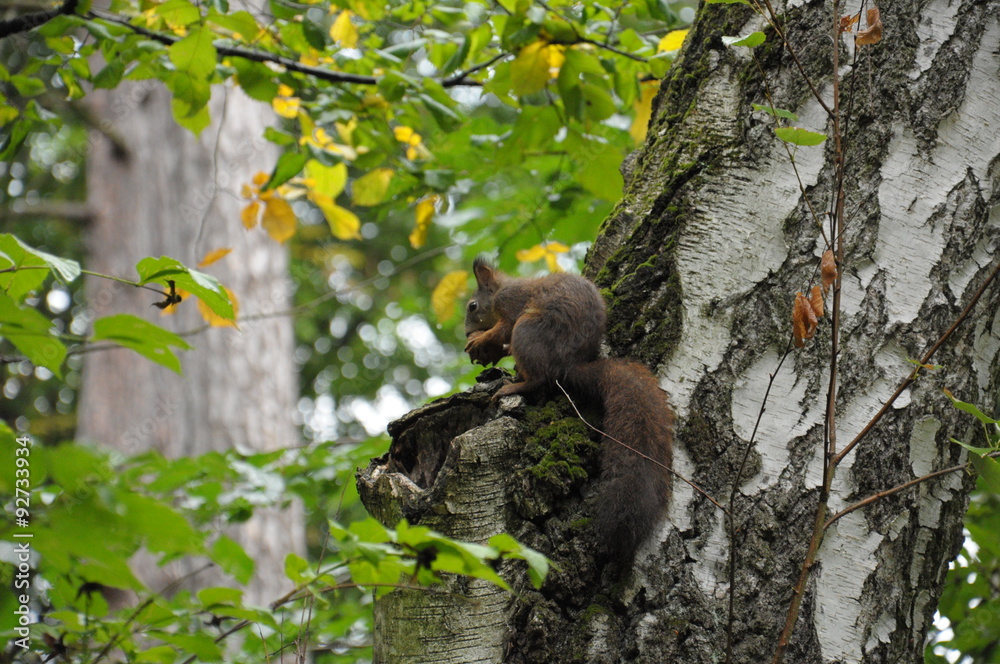 Obraz premium squirrel on a tree