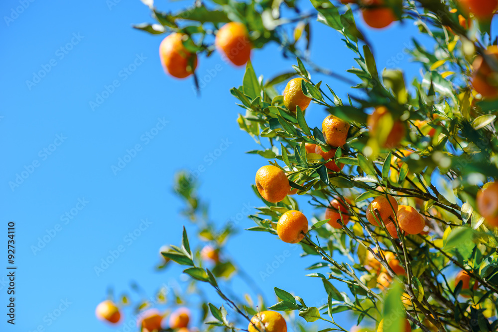 wild orange tree in blue sky