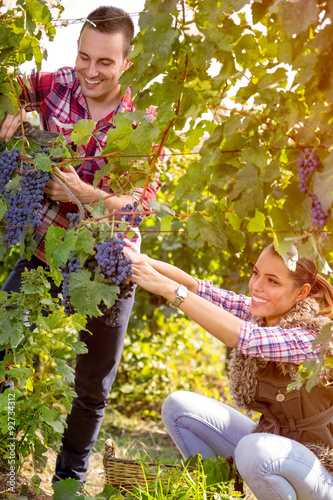 couple worker picking grapes in vineyard