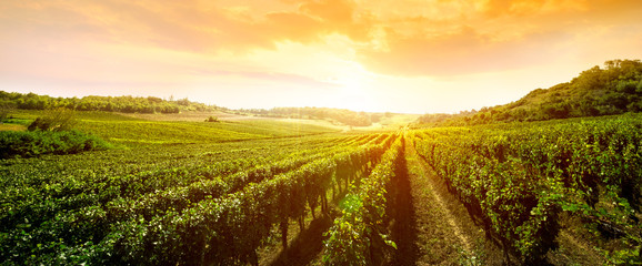 Foto auf Acrylglas Weingarten Landschaft der Weinberge  © luckybusiness