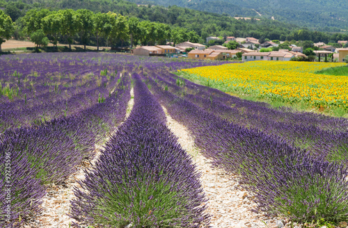 Lavender and sunflower field