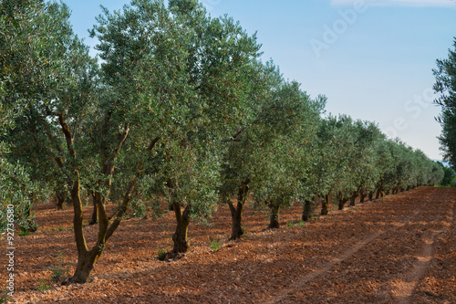 Olive tree rows, France