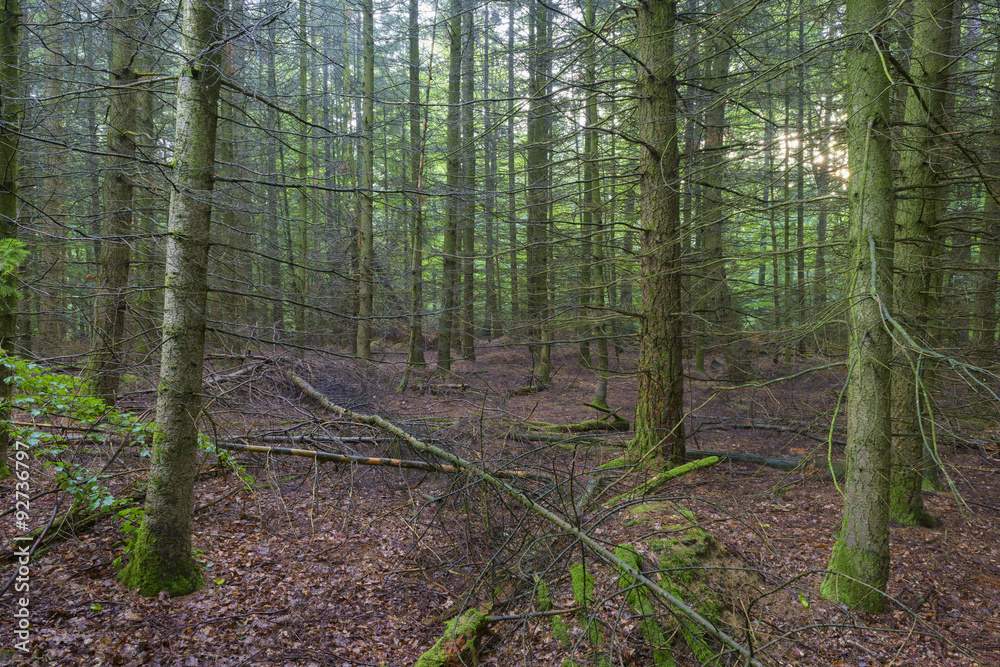 Fototapeta premium Mystic Spruce Forest