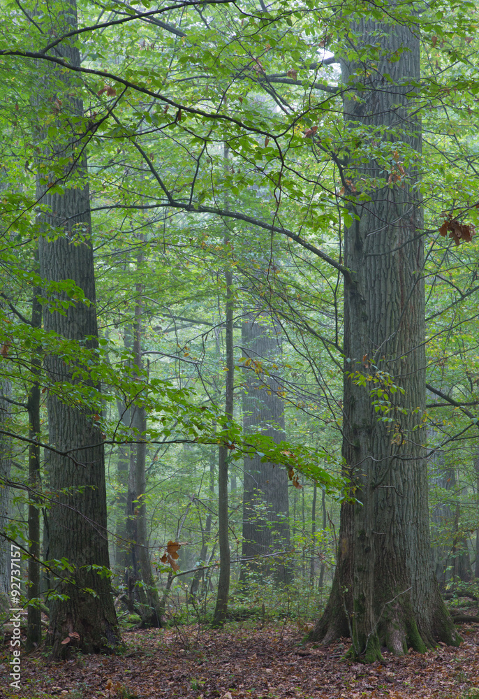 Fototapeta premium Old oaks in autumnal misty forest