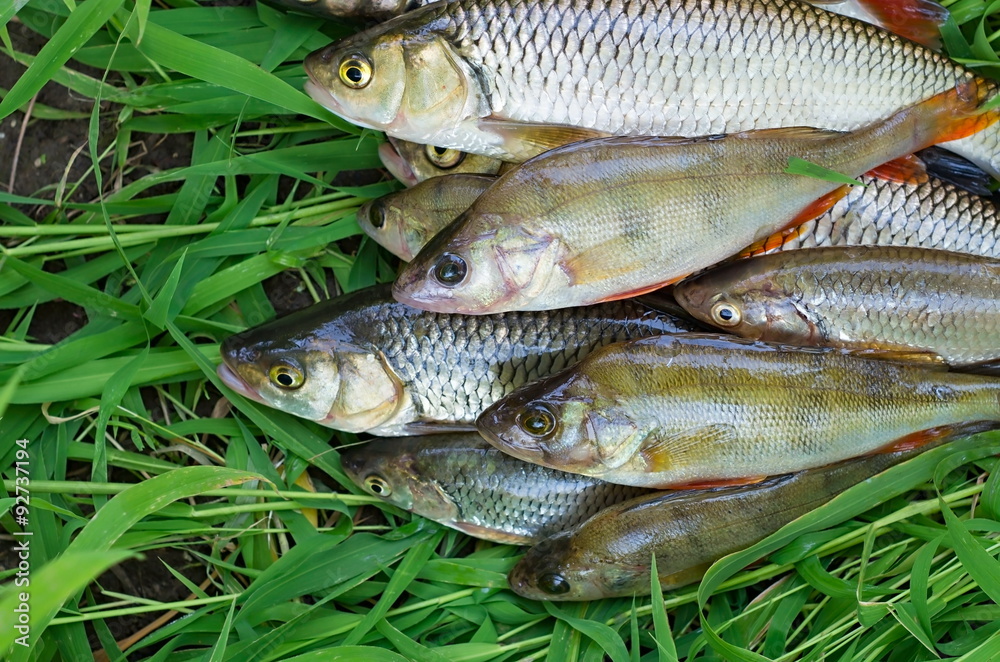 catch perch and chub, in the grass