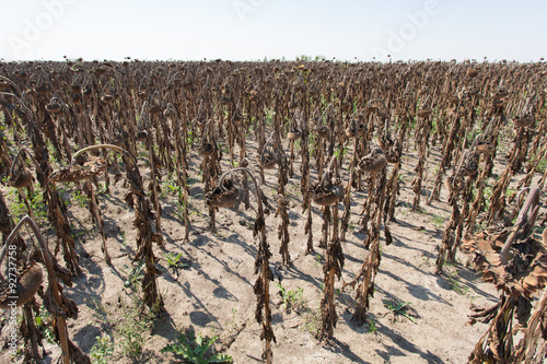 field of dried sunflowers
