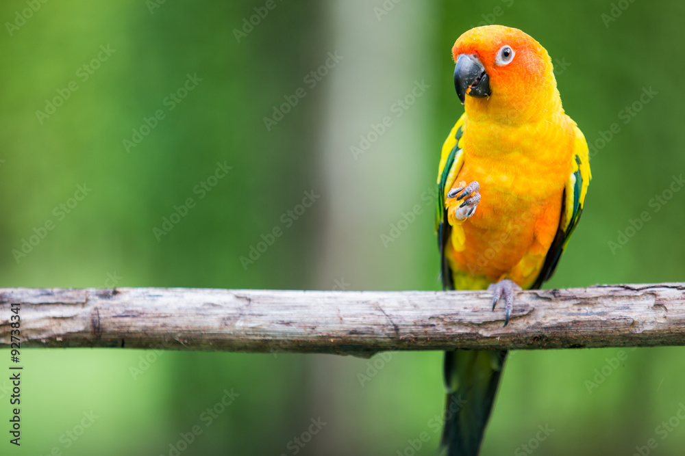 Obraz premium Colorful yellow parrot, Sun Conure