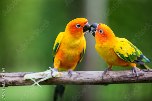 Colorful yellow parrot, Sun Conure