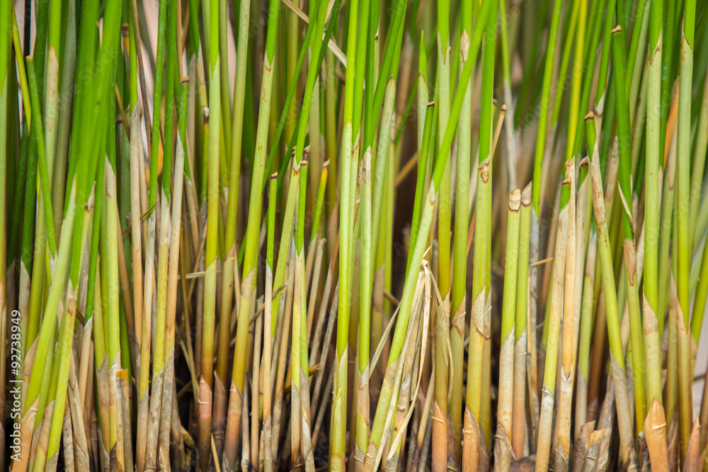 Obraz premium Bottom part of papyrus plant.