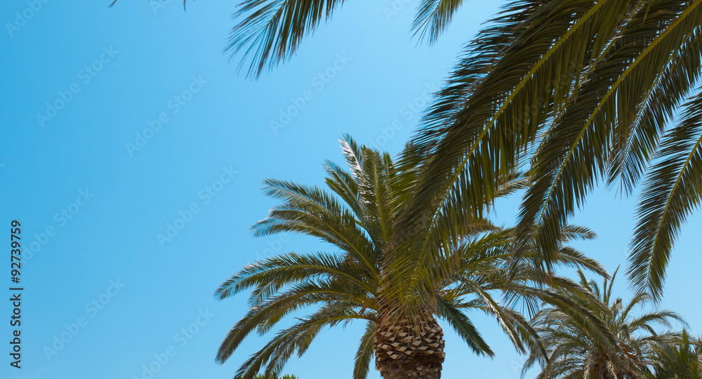 Palm trees nature background