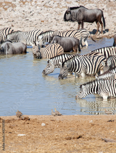 Zebre e gnu bevono nella savana della Namibia