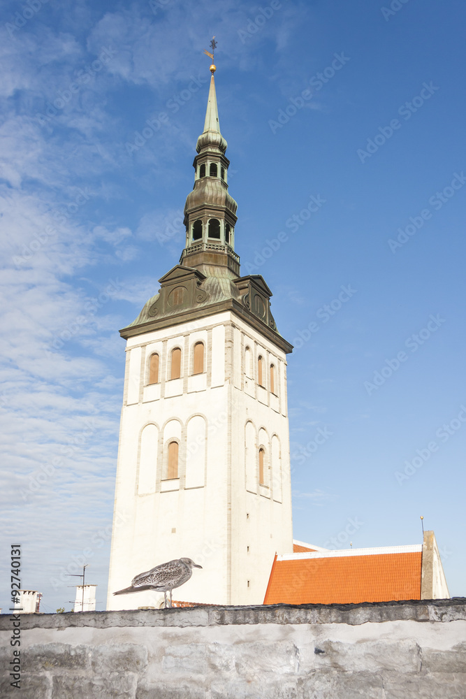 Seagull stand on a wall in Tallinn
