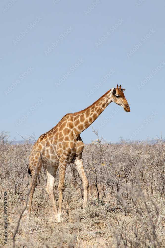 Obraz premium Giraffa nella savana 