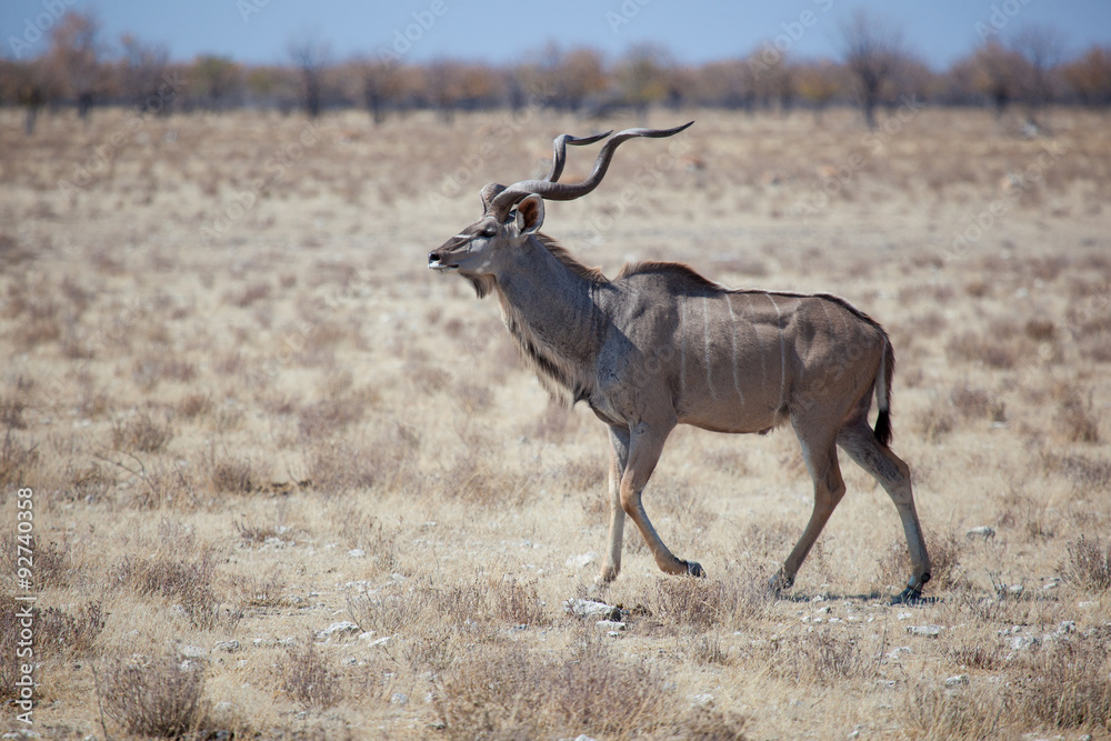 Fototapeta premium Kudu