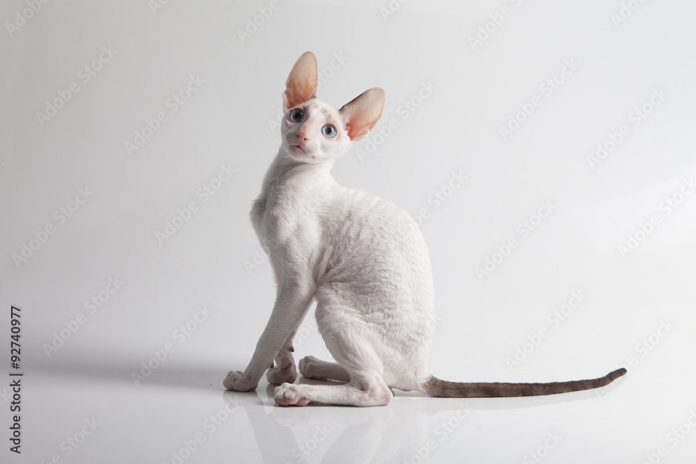Cornish Rex kitten isolated on white background