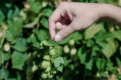 Hops in hand