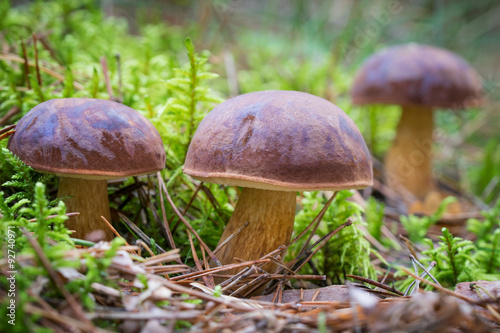 Three Xerocomus badius mushrooms growing together in the forest