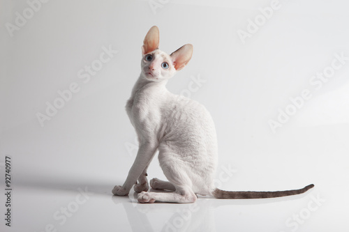 Obraz na plátne Cornish Rex kitten isolated on white background