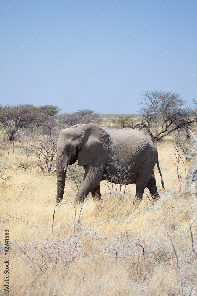 Elefante della Namibia