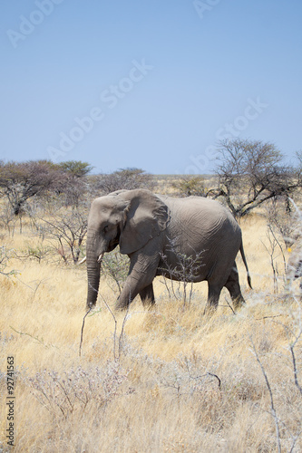 Elefante della Namibia © Gianfranco Bella