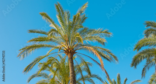 Palm tree in Salou  Spain  Europe