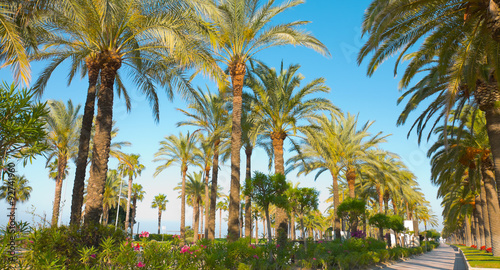 Salou palm trees promenade, Spain
