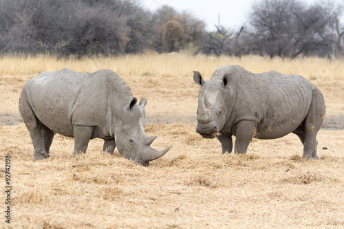 two rhinos  domesticaded