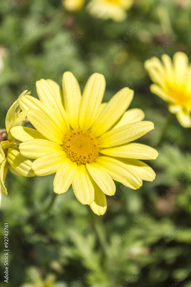 Fototapeta premium Yellow daisy